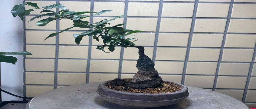 金弹子小微盆景夏季怎样养护？？