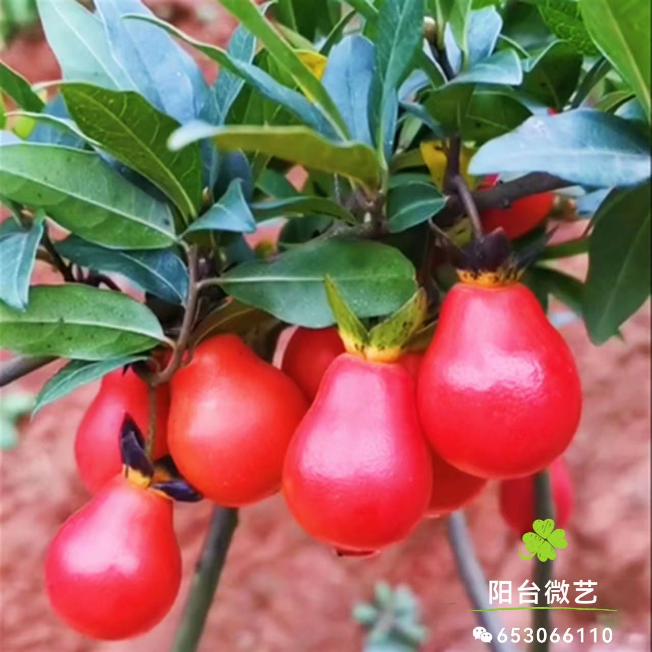盆景之岭南派蓄枝截杆